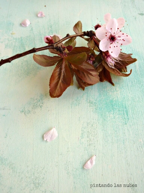 Imagen flor primavera